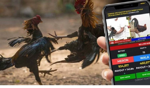 cược đá gà